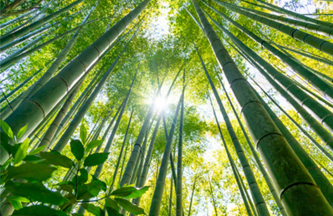 竹から作られたエコ商品『SUS organicシリーズ』の特徴